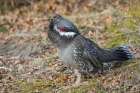 Dusky grouse calling in the Rocky Mountains of Colorado Art Print